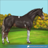 Horse Color:Liver Chestnut Tobiano 