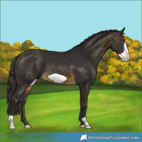 Horse Color:Buckskin Frame 