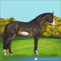 Horse Color:Buckskin Frame 