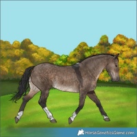 Horse Color:Brown Dun Tobiano Rabicano 