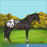 Horse Color:Brown Tobiano Appaloosa 