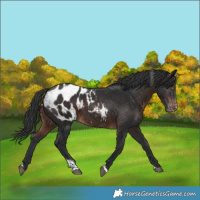 Horse Color:Brown Tobiano Appaloosa