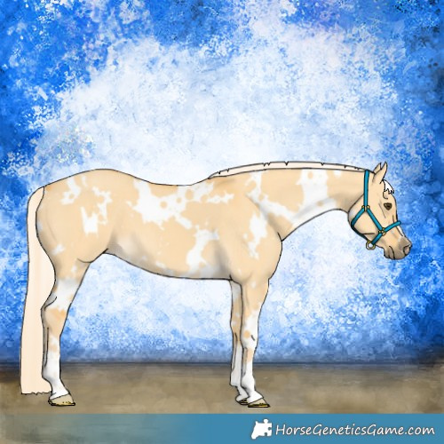 Horse Color:White Spotted Palomino Dun 
