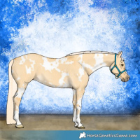 Horse Color:White Spotted Palomino Dun