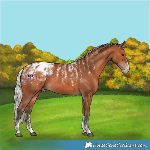 Horse Color:Powder White Silver Bay Appaloosa 