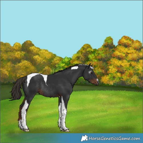 Horse Color:Gray White Spotted Liver Chestnut Tobiano Rabicano 