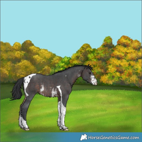 Horse Color:Brown Sabino Tobiano Rabicano 