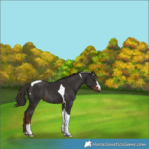 Horse Color:Liver Chestnut Tobiano Rabicano 