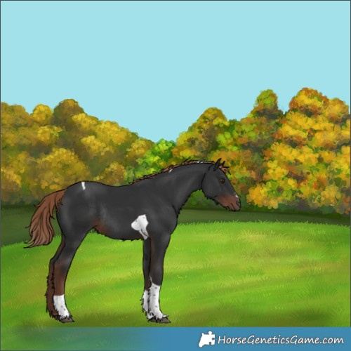 Horse Color:Liver Chestnut Tobiano Rabicano 