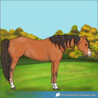 Horse Color:Bay 