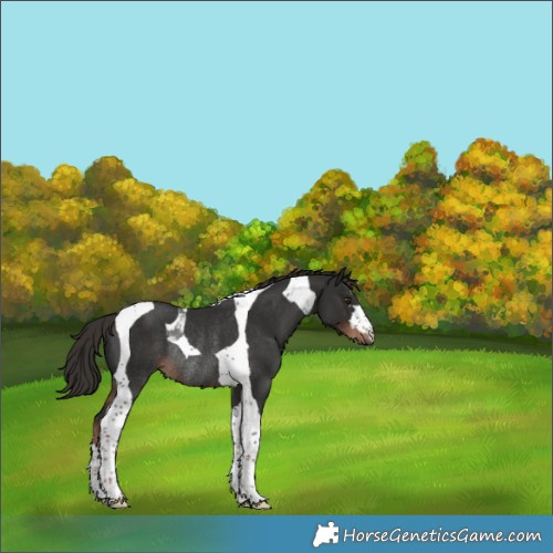 Horse Color:Liver Chestnut Tobiano Rabicano 