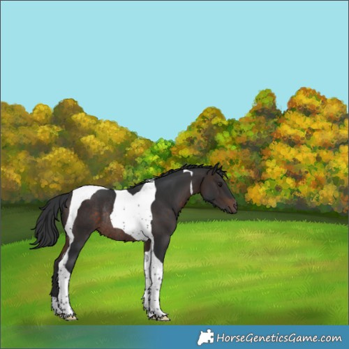 Horse Color:Brown Tobiano Rabicano 