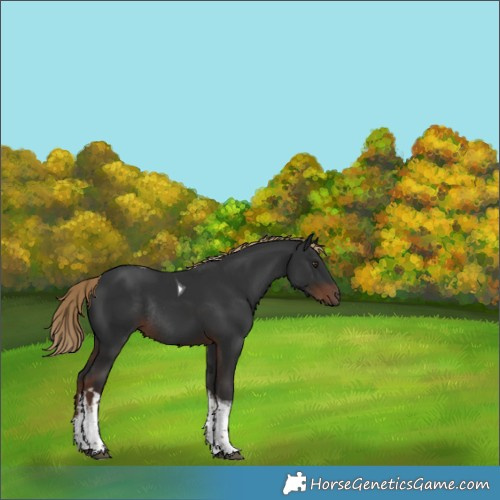 Horse Color:White Spotted Liver Chestnut Tobiano Rabicano 