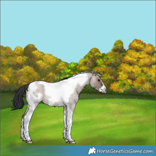 Horse Color:Brown Roan Dun Tobiano Frame Rabicano 