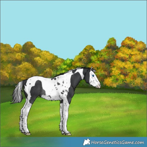 Horse Color:Black Splash Tobiano Rabicano 