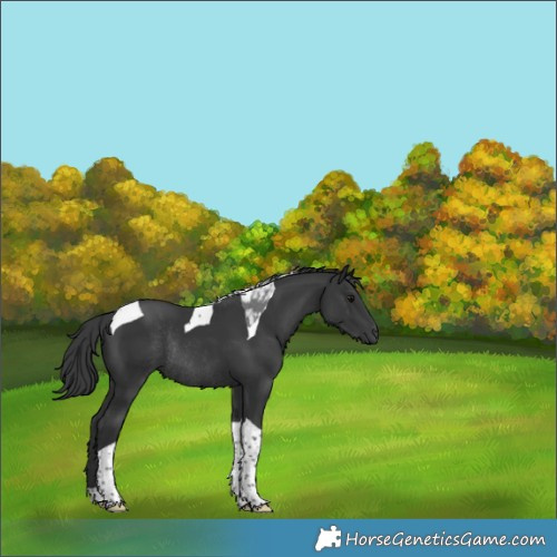 Horse Color:Black Tobiano Rabicano 