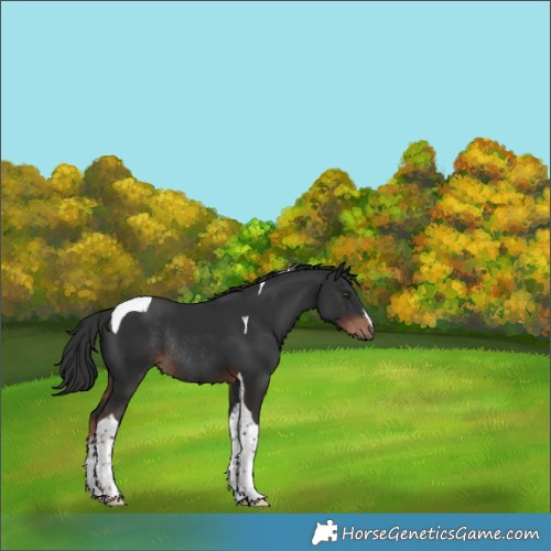 Horse Color:White Spotted Liver Chestnut Tobiano Rabicano 