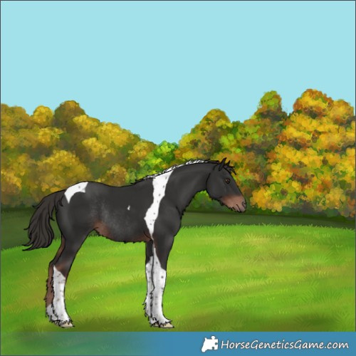 Horse Color:Liver Chestnut Tobiano Rabicano 