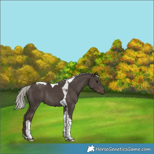 Horse Color:Silver Black Tobiano Rabicano 