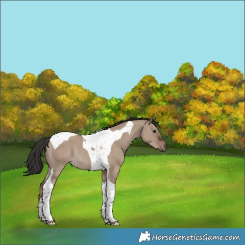 Horse Color:Liver Red Dun Tobiano Rabicano 