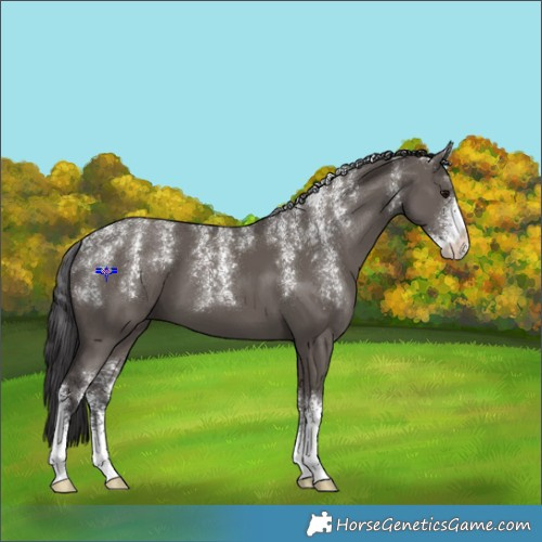 Horse Color:Powder White Smoky Grullo Sabino 