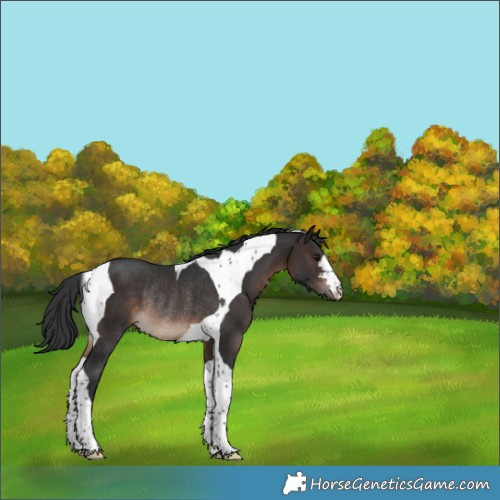 Horse Color:Brown Tobiano Rabicano 