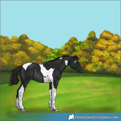 Horse Color:Gray Black Tobiano Rabicano 