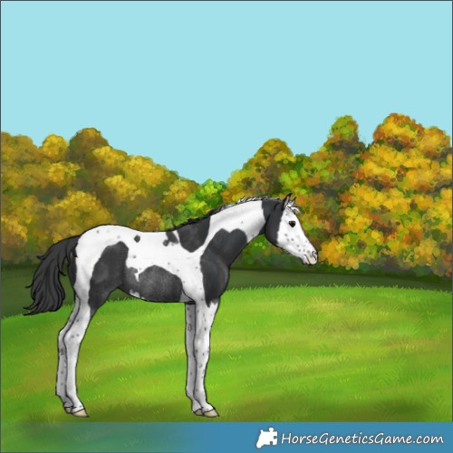Horse Color:Black Splash Tobiano Rabicano 
