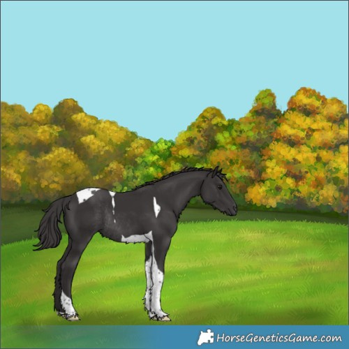 Horse Color:Smoky Black Tobiano Rabicano 