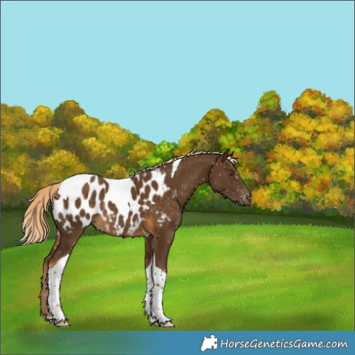 Horse Color:Chocolate Palomino Tobiano Near Leopard Rabicano 
