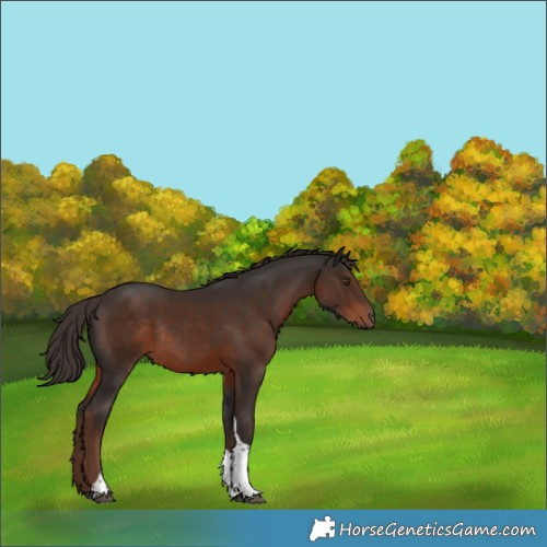Horse Color:Liver Chestnut Tobiano Rabicano 