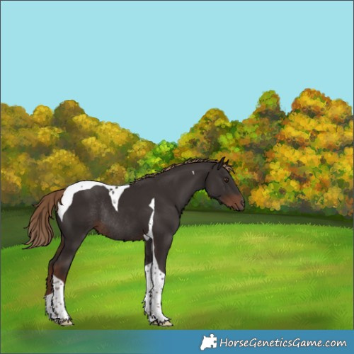 Horse Color:Liver Chestnut Tobiano Rabicano 