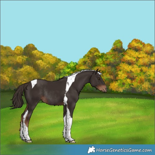 Horse Color:Liver Chestnut Tobiano Rabicano 