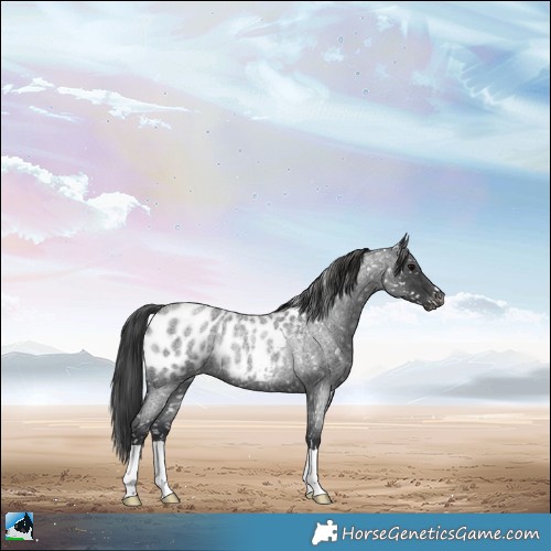 Horse Color:Blue Roan Appaloosa Rabicano