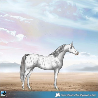 Horse Color:Blue Roan Appaloosa Rabicano 