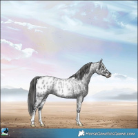 Horse Color:Blue Roan Appaloosa Rabicano 