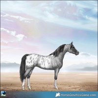 Horse Color:Blue Roan Appaloosa Rabicano 