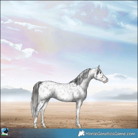 Horse Color:Blue Onyx Roan Appaloosa Rabicano 