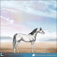 Horse Color:Blue Onyx Roan Appaloosa Rabicano