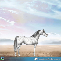 Horse Color:Blue Onyx Roan Appaloosa Rabicano 