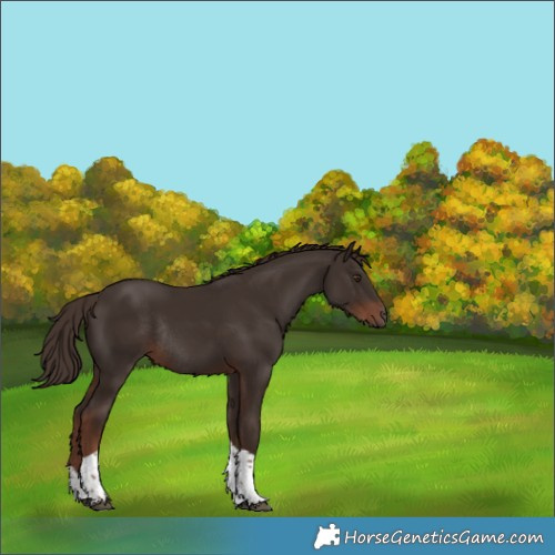 Horse Color:Liver Chestnut Tobiano Rabicano 