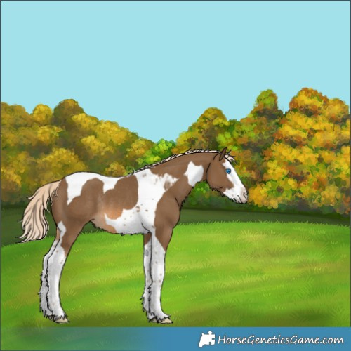 Horse Color:Chocolate Palomino Splash Tobiano Rabicano 