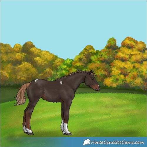 Horse Color:Liver Chestnut Tobiano Rabicano 