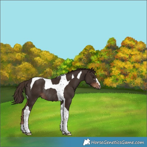 Horse Color:Liver Chestnut Tobiano Rabicano 