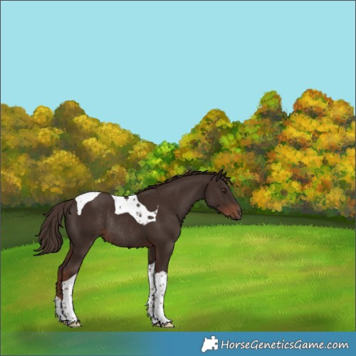 Horse Color:Liver Chestnut Tobiano Rabicano 