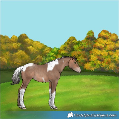 Horse Color:Amber Champagne Tobiano Rabicano 