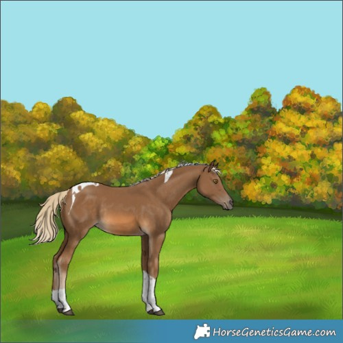 Horse Color:Chocolate Palomino Tobiano Rabicano 
