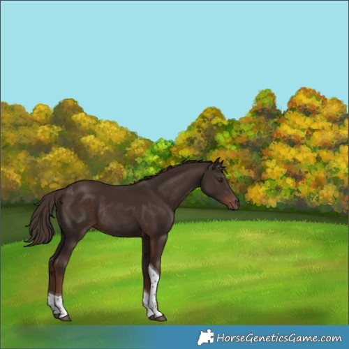 Horse Color:Liver Chestnut Tobiano Rabicano 