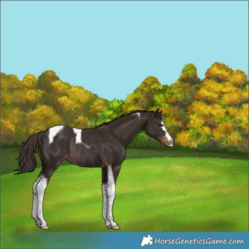 Horse Color:Liver Chestnut Tobiano Rabicano 
