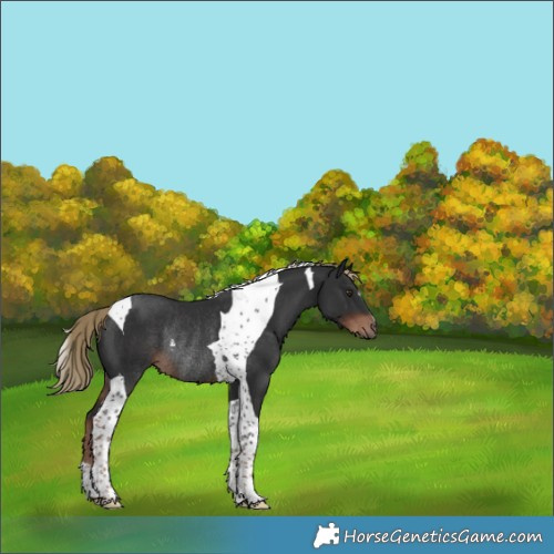 Horse Color:Liver Chestnut Tobiano Rabicano 